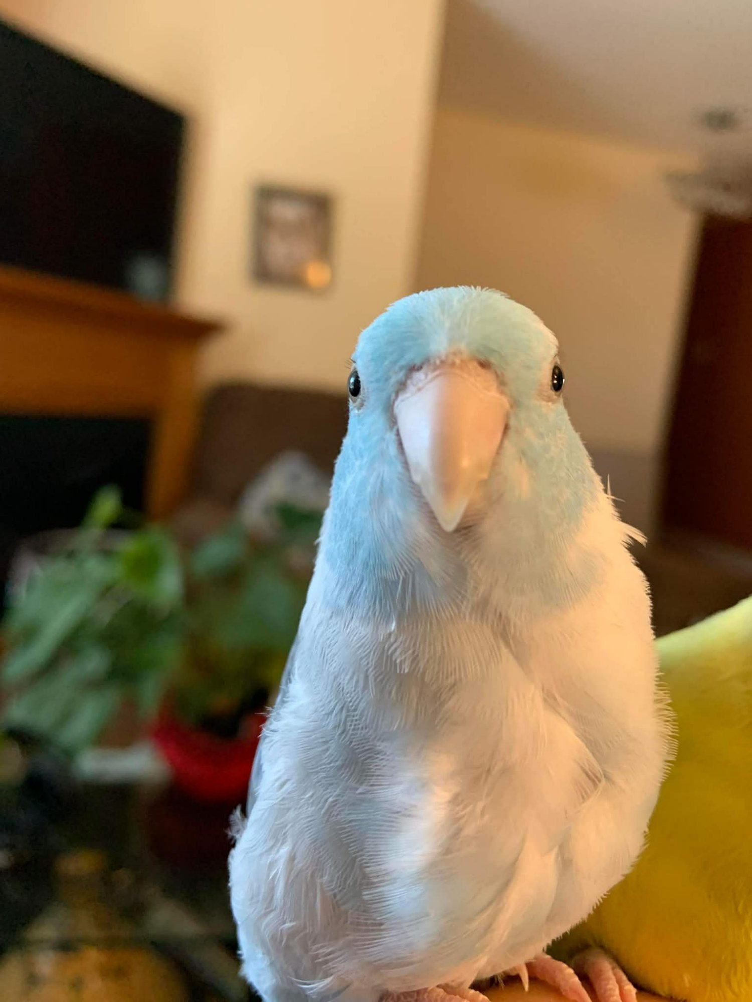 Skylar the blue parrotlet